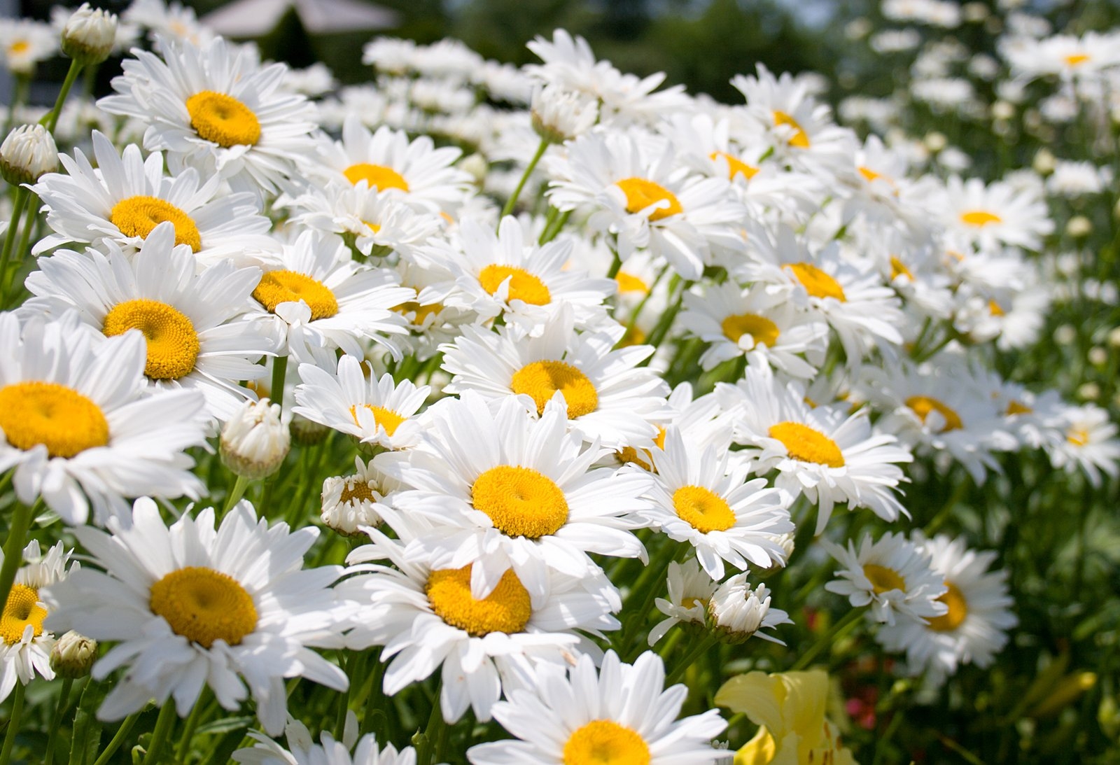 This is an image with flowers that are called daisies. There are many daisies in this image and they all have vibrant white petals and yellow centers.